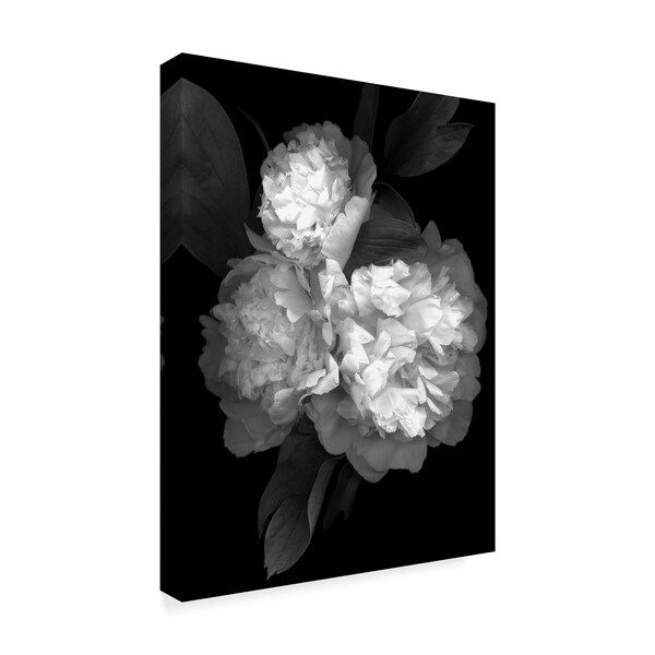 Susan S. Barmon 'Peony 3 Black And White' Canvas Art,24x32